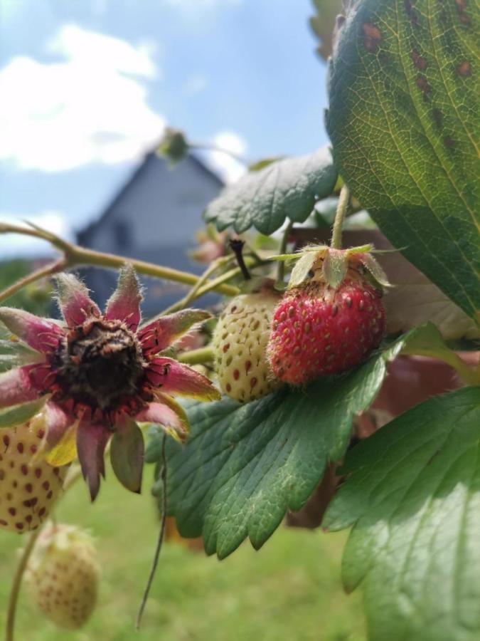 Kuca Za Odmor Roby Lägenhet Saborsko Exteriör bild